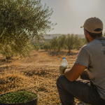 Golpes de calor en el campo: cómo protegerse durante las jornadas de trabajo en el olivar
